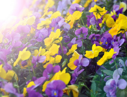 5 Colorful Winter Flowers for Your Landscape