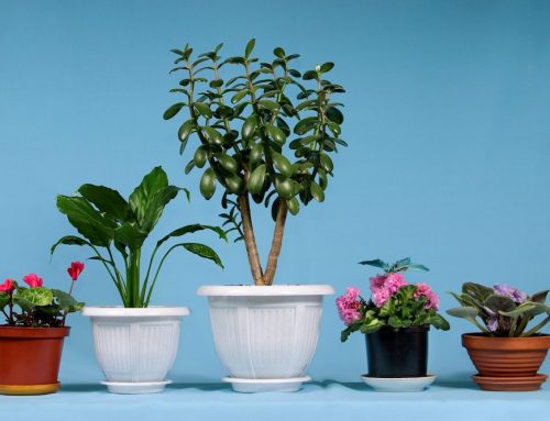 The 5 Best Houseplants for Your Midland Home
