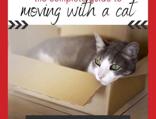 Moving With a Cat: The Complete Guide to Saving Your Sanity